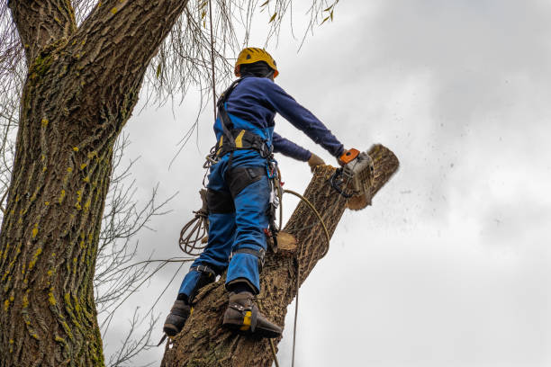 Best Palm Tree Trimming  in USA